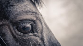 Promocijski video - Horse Based Tourism 